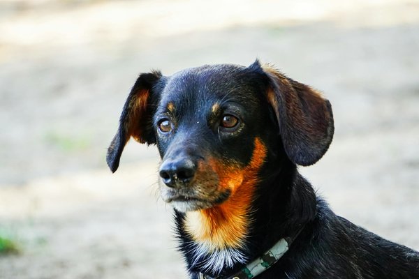 Animaltrainingtechniques