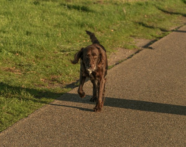 Animaltrainingtechniques